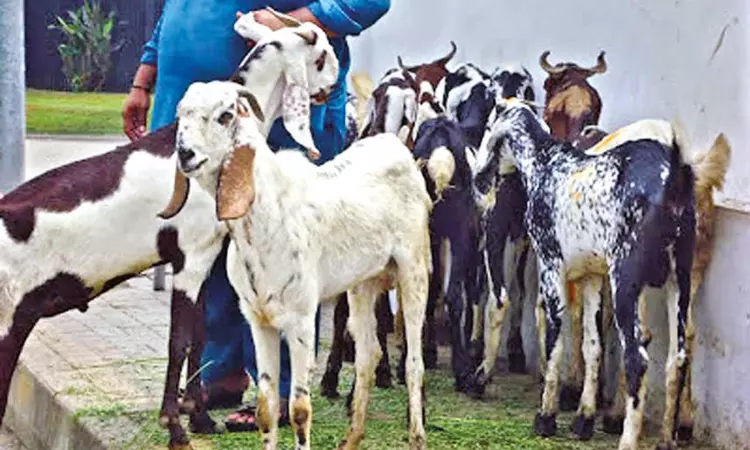 India can become global leader in livestock exports, aim for 20 pc rise in FY26 India can become global leader in livestock exports, aim for 20 pc rise in FY26