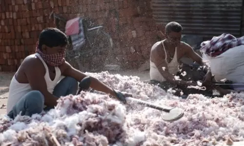 Delta ryots to seek help of cotton federation after steep fall in price