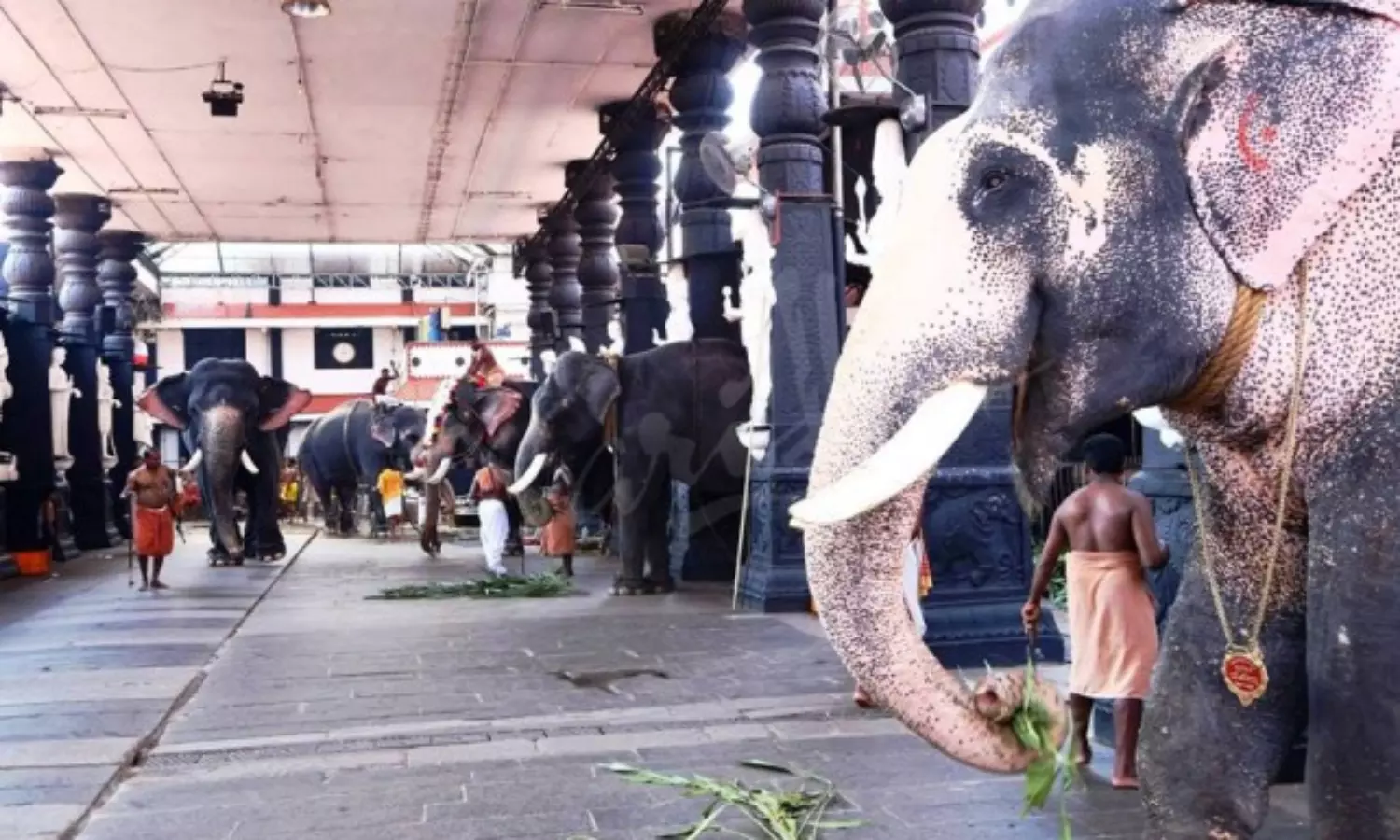 41 Guruvayoor temple elephants on month-long rejuvenation from today