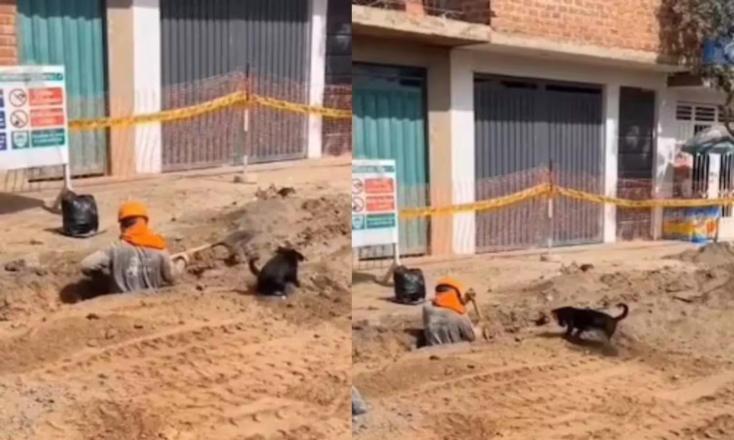 Tiny helper: Puppy lends helping hand to construction worker, video goes viral