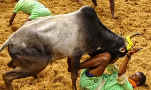 28-year-old spectator gored to death at manjuvirattu event in Sivaganga