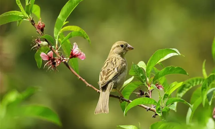 Male birds who can repeat song notes attract female mates: Study Male birds who can repeat song notes attract female mates: Study