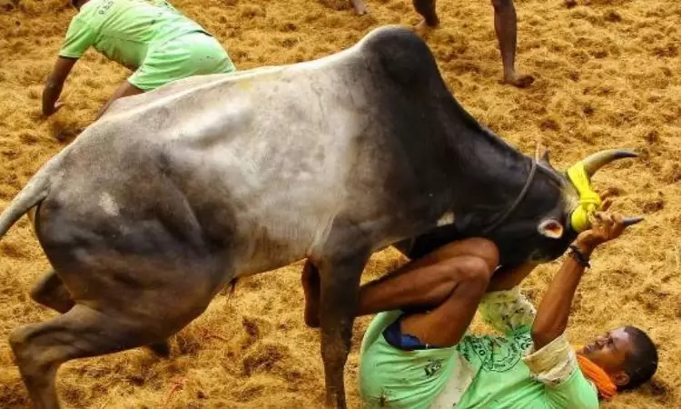 28-year-old spectator gored to death at manjuvirattu event in Sivaganga