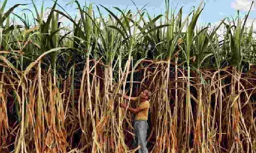 Sugarcane ryots demand govt to recover dues from pvt sugar mills