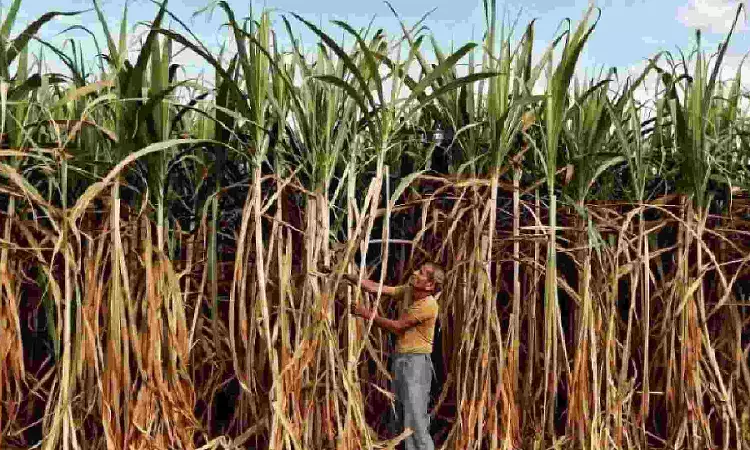 Sugarcane ryots demand govt to recover dues from pvt sugar mills