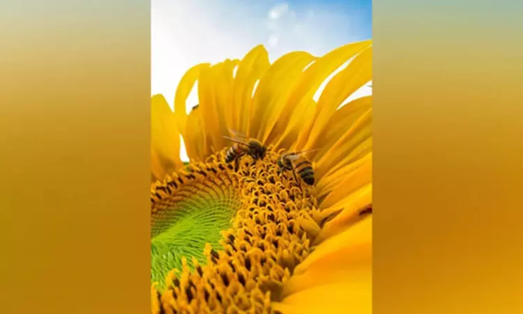 How Omega-3 oil counteracts toxic effects of pesticides in pollinators