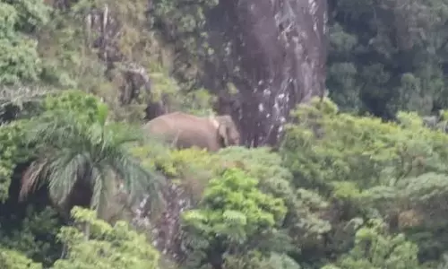 SC dismisses plea seeking report on health of rice-eating tusker Arikkomban