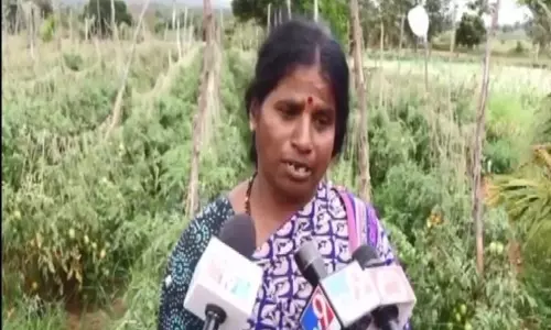 Tomatoes worth Rs 2.5L stolen in Karnatakas Hassan