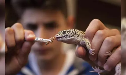 TN wants people breeding exotic pets to register with Chief Wild Life warden