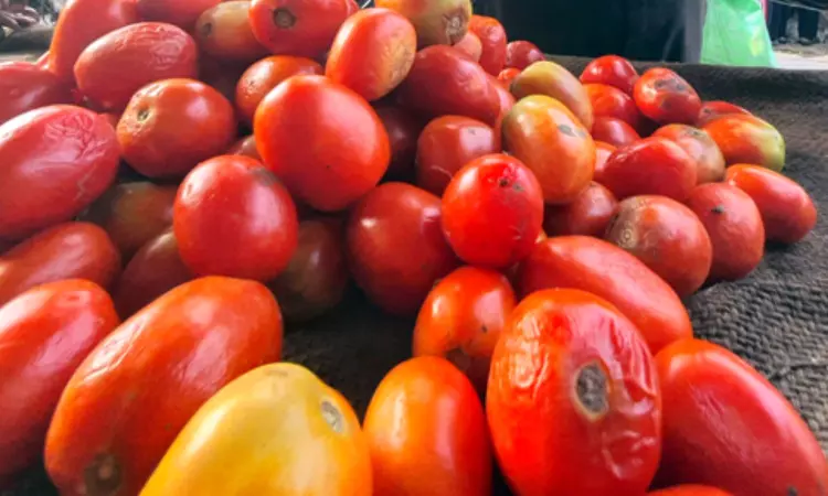 After theft, farmers forced to guard pricey tomatoes in K’taka After theft, farmers forced to guard pricey tomatoes in K’taka