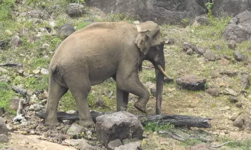 Rogue elephant ‘Arikomban’ healthy: TN Forest Min Mathiventhan