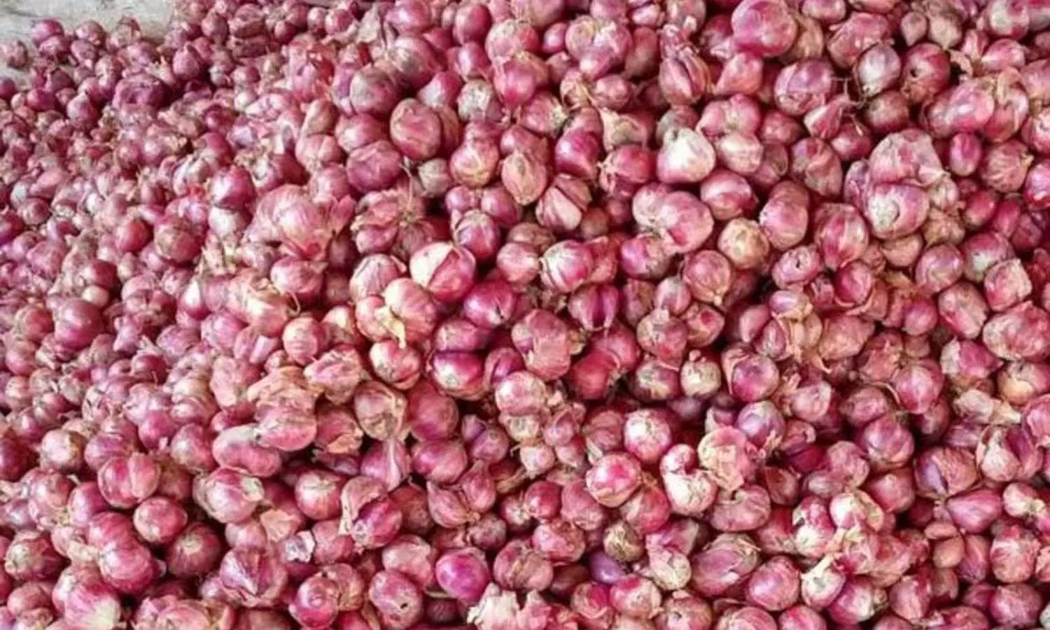 Onions may reach up to Rs 60 -70 per kg as supply falls short