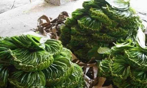 Authoor betel leaves from TN gets GI tag