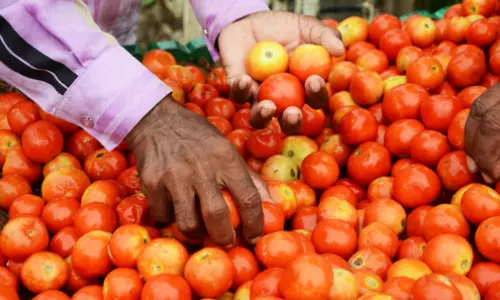 Veggie price rise: Ktaka farmers on alert as tomato, ginger thefts increase