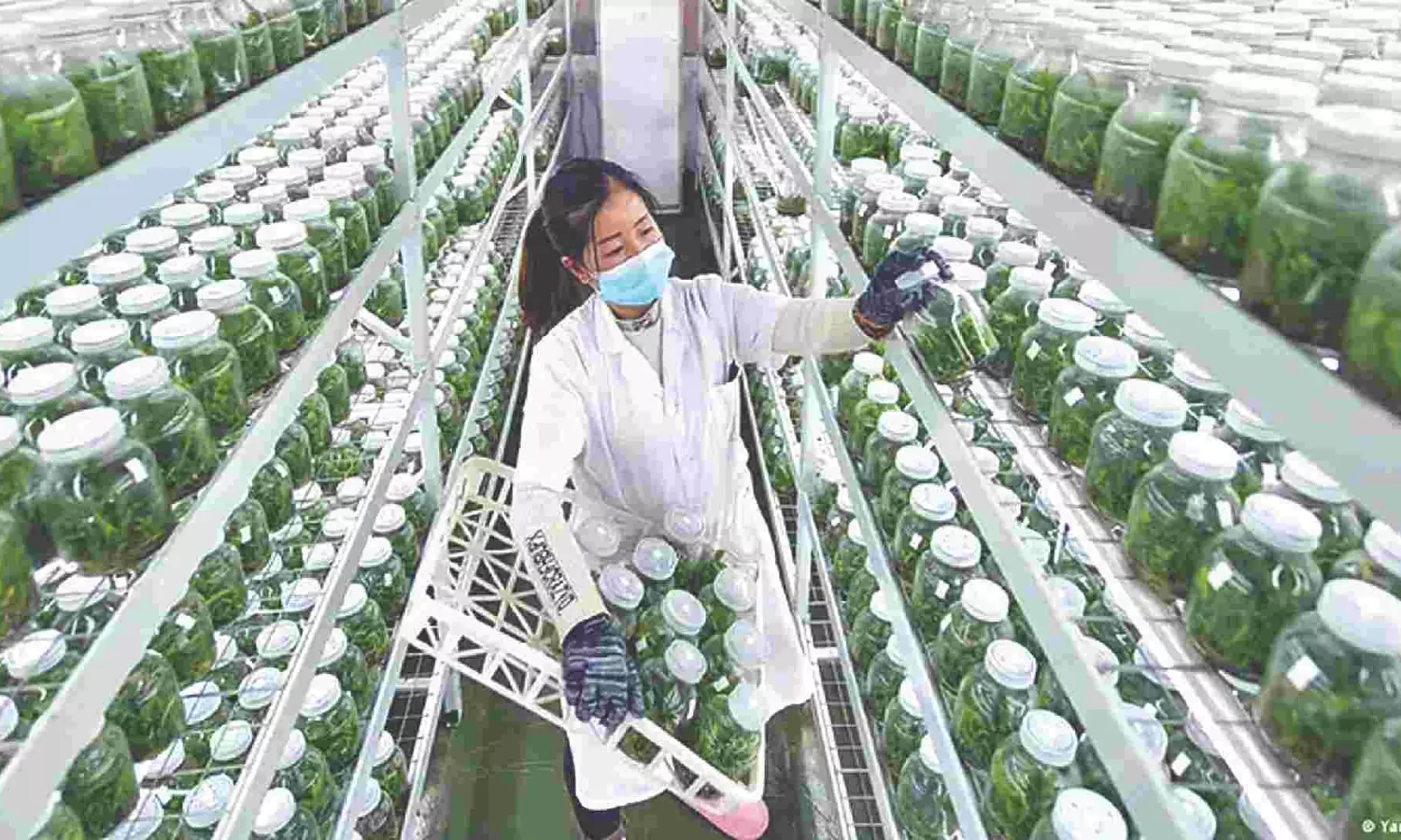 Food security: Can AI and genome editing help?