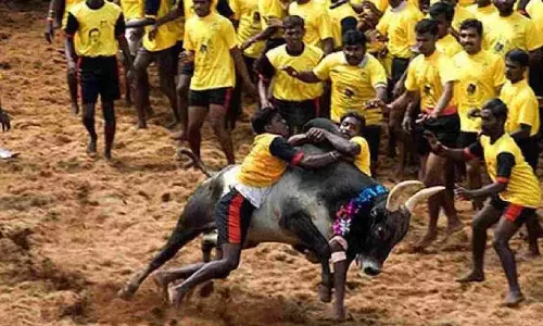 PETA moves SC for review of jallikattu verdict