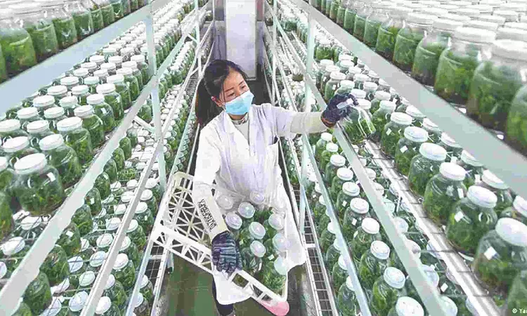 Food security: Can AI and genome editing help?