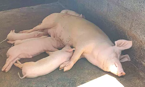 African swine fever: 16 pigs culled in Vellore