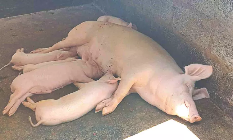African swine fever: 16 pigs culled in Vellore