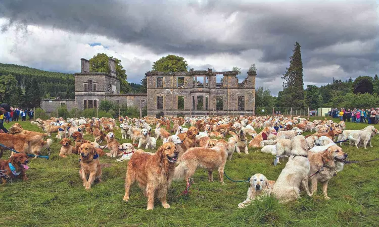 Kennel Party: Why did 488 golden retrievers gather in Scotland?