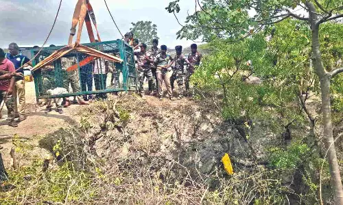 Forest department rescues leopard from 100-foot well