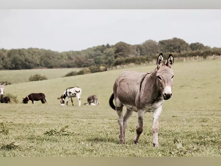 Impacts of climate change on animals will be multi-faceted: Study Impacts of climate change on animals will be multi-faceted: Study