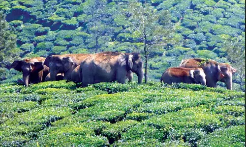 Valparai forest dept targets zero life loss, use of tech tools