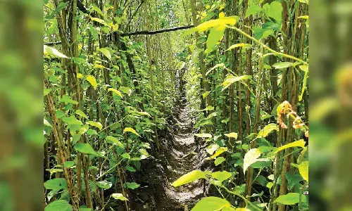 Betel leaves growers in Madurai find the going tough