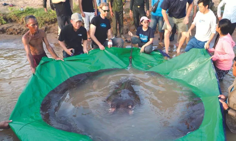 How a giant fish could help save its home river How a giant fish could help save its home river