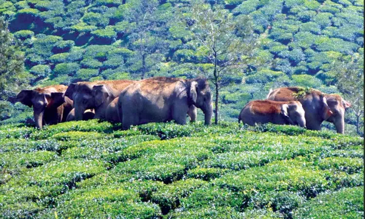 Valparai forest dept targets zero life loss, use of tech tools