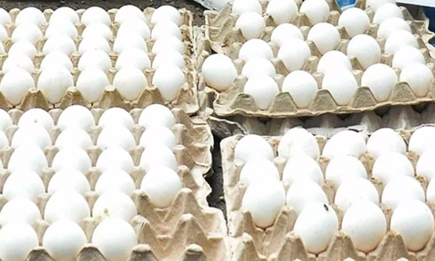 SL: 1mn Indian eggs ease severe shortages & black market monopoly