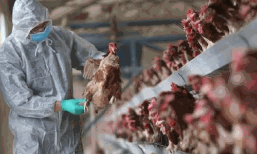 South Korea detects H5N1 bird flu in two cats at shelter