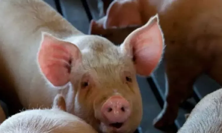 Swine flu strain passed from humans to swine 400x since 2009: Study