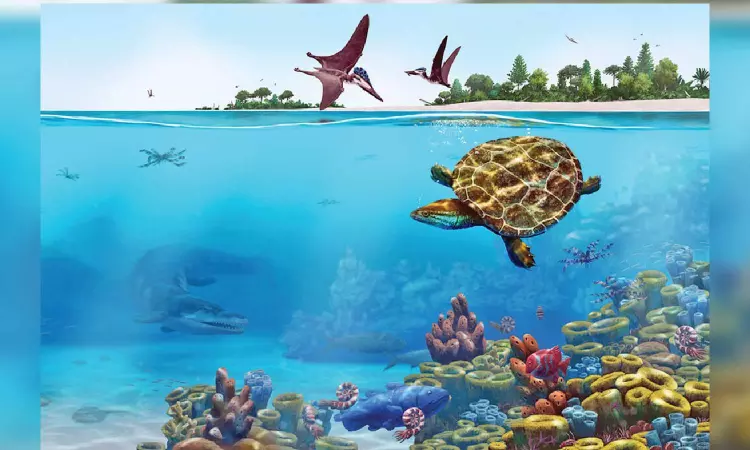 A pancaked turtle fossil’s 150-million-year-old tale A pancaked turtle fossil’s 150-million-year-old tale