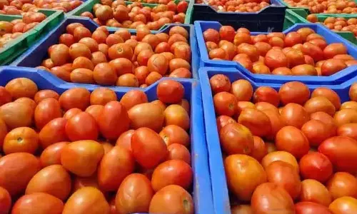 Tomato price shoots up to Rs 180 per kg in Koyambedu wholesale market