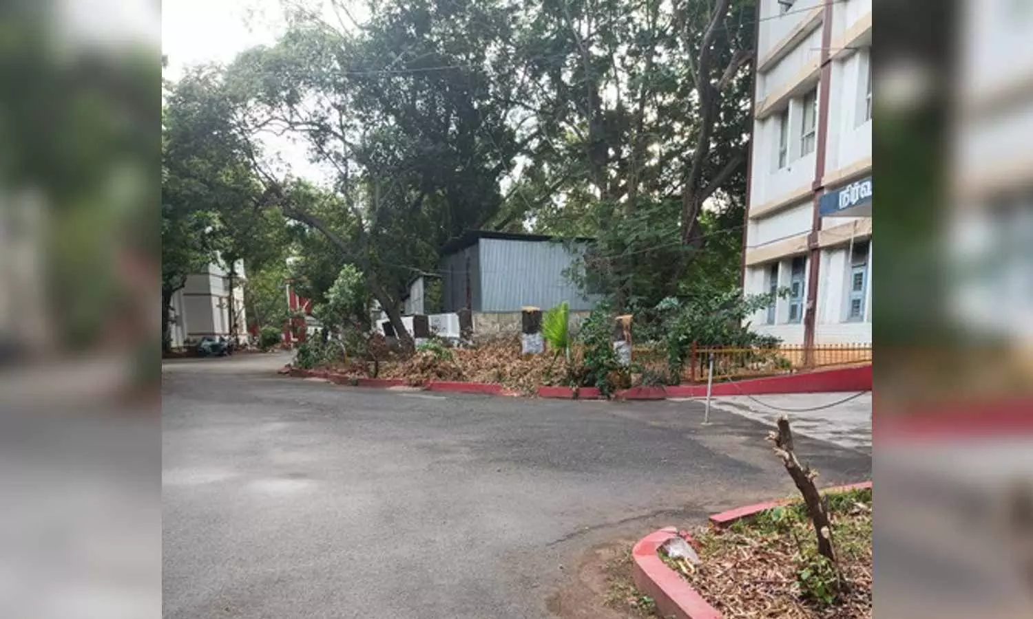 Decades-old trees in college axed: Activist Decades-old trees in college axed: Activist