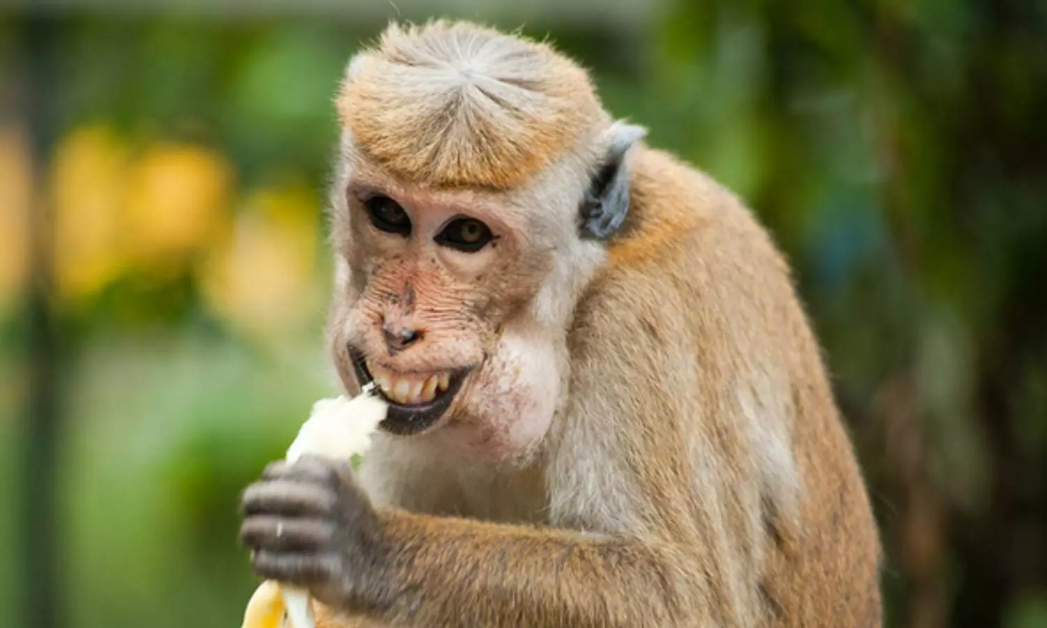 Researchers use monkey poop to learn reproductive patterns of endangered species