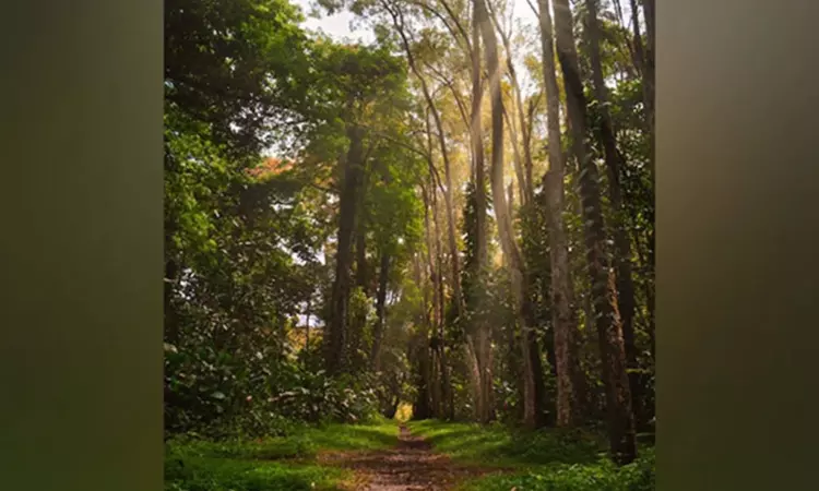 Research reveals tropical trees use social distancing to maintain biodiversity