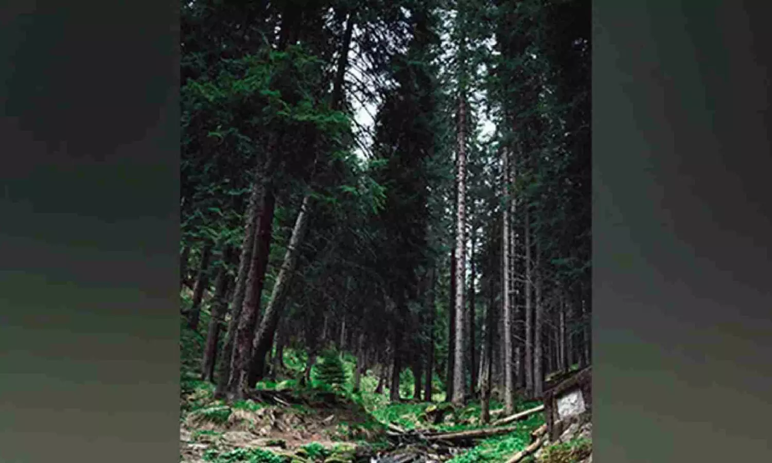 Secondary forests are more drought-sensitive than primary forests