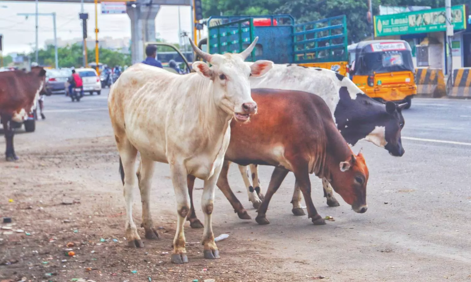 10-year-old attacked by stray cattle in Triplicane, creates uproar among residents