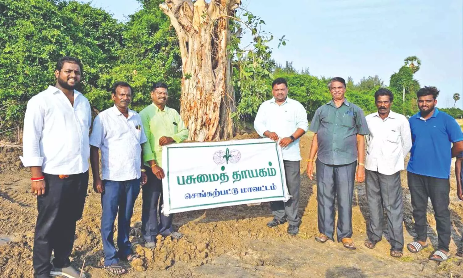 Banyan tree transplanted in Tiruporur Banyan tree transplanted in Tiruporur