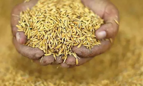 Incentive for ryots with traditional rice seed bank