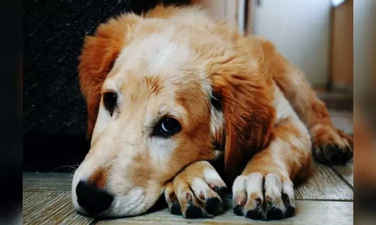 Trained scent dogs may more effectively detect Covid than RT-PCR tests Trained scent dogs may more effectively detect Covid than RT-PCR tests