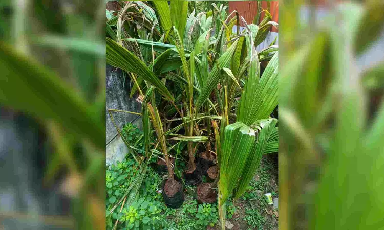 NCB sleuths seize 423 kg ganja from vehicle in Ramanathapuram NCB sleuths seize 423 kg ganja from vehicle in Ramanathapuram