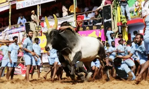 Jallikattu bulls to get unique IDs in Tamil Nadu