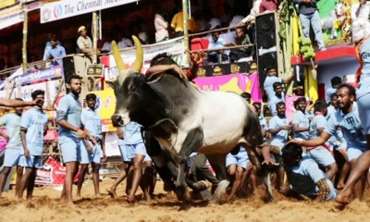 Jallikattu bulls to get unique IDs in Tamil Nadu