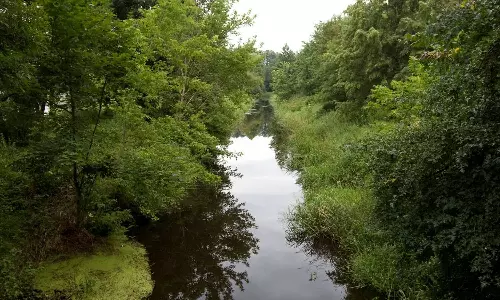 Millions of carbon credits generated by overestimating forest preservation: Study