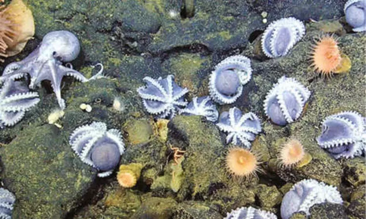 Atop an underwater hot spring, an ‘octopus garden’ thrives Atop an underwater hot spring, an ‘octopus garden’ thrives