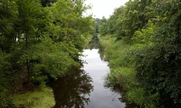 Millions of carbon credits generated by overestimating forest preservation: Study Millions of carbon credits generated by overestimating forest preservation: Study