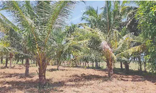 Delta coconut cultivators yet to pluck profit